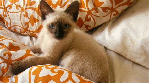 cross breed of siamese and persian cat