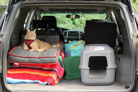 cross country road trip with cat