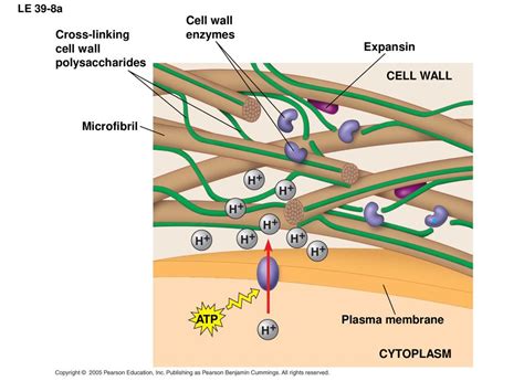 Cross-Linking Cell Wall Polysaccharides