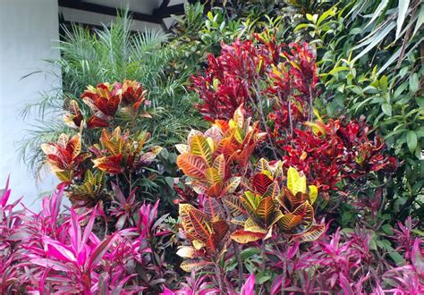 25 Stunning Landscaping with Croton Pictures Balcony Garden Web
