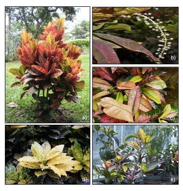 Croton Brief Description