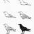 crow drawing step by step