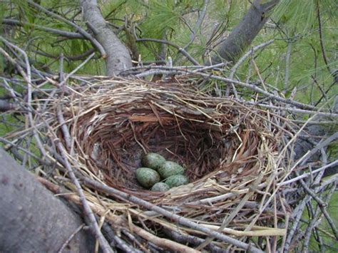 crow's nest meaning