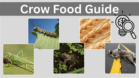 Crow Food Source