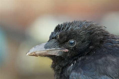 crow leaks young