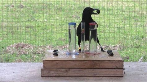 crow solving a puzzle