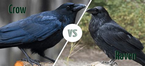 crow vs a raven
