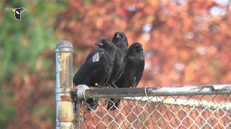 crow vs raven call