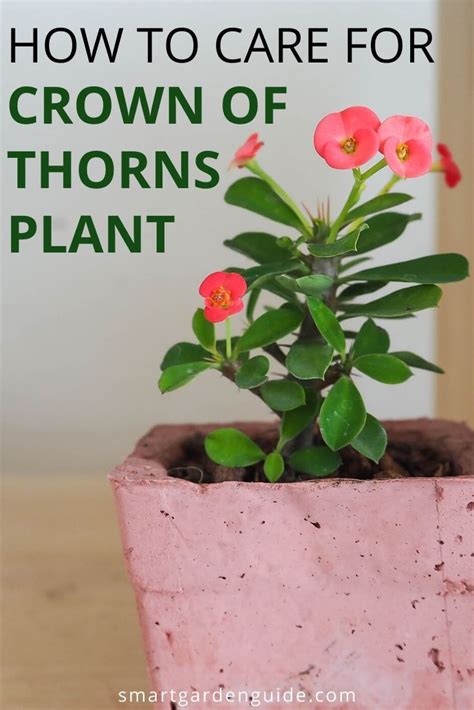 Crown of Thorns (Euphorbia milii) Care & Grow Guide