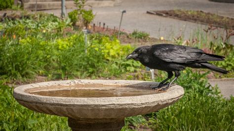 Crows In Backyard