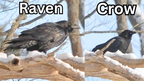Crows Vs Ravens Calls