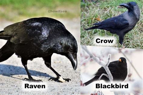 crows vs ravens vs blackbirds