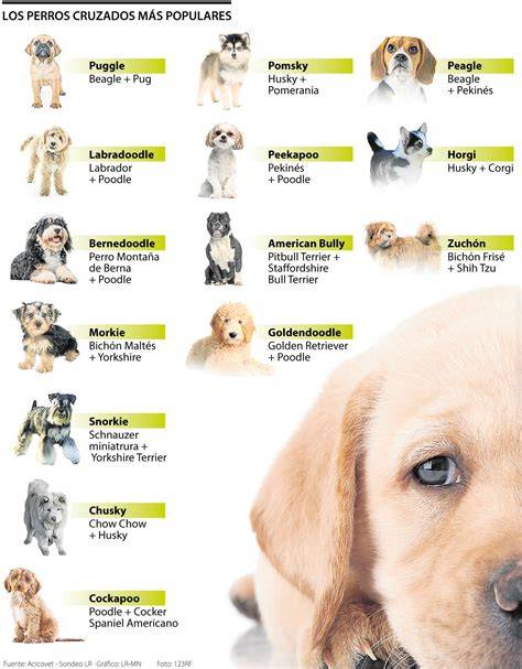 15 Increíbles cruces de Perros que nunca antes Habías visto