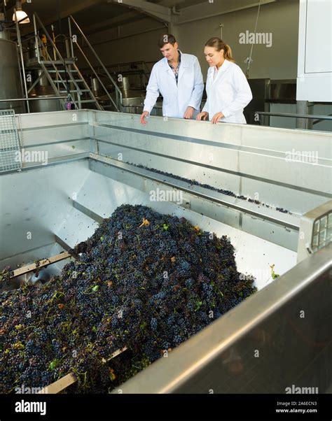 Crushing Process Grapes