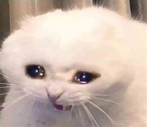 cry cat meme