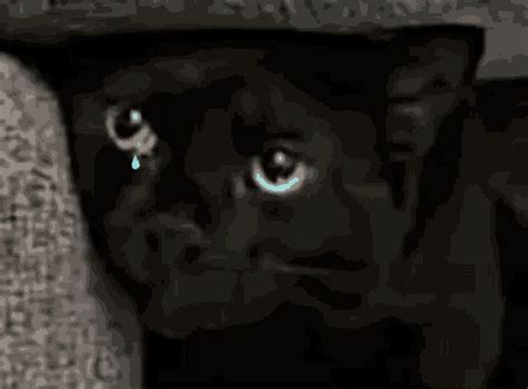 crying black cat