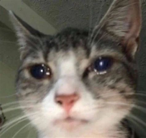 crying cat image