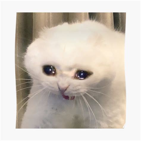crying cat memes