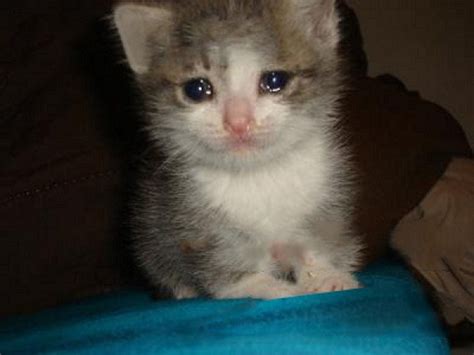 crying cat pics