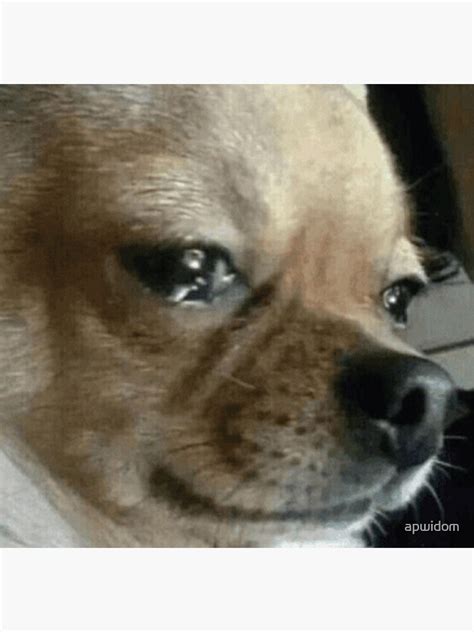 Crying Chihuahua Meme