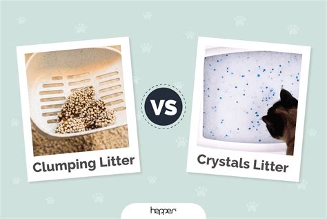 Crystal Cat Litter Vs Regular