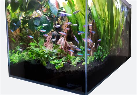 crystal clear aquarium tank