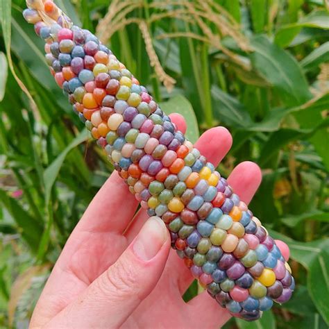 Crystal Gem Corn