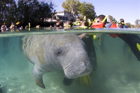 How To Swim With Manatees in Crystal River Florida Travel For Wildlife