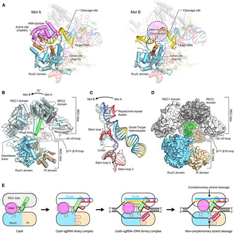 crystal structure of cas9