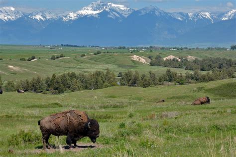 cskt national bison range