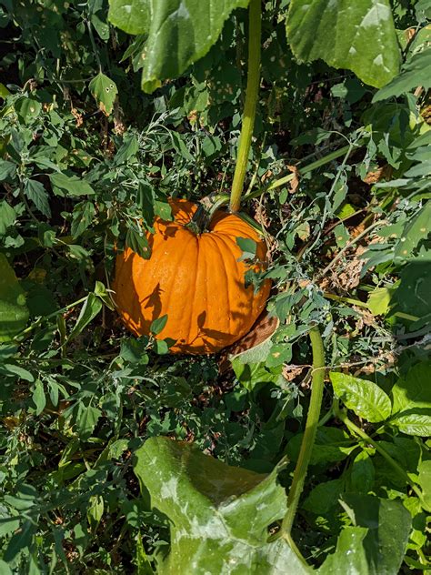 ct field pumpkin