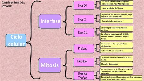 Ciclo celular esquema