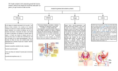 Cuadro Sinoptico Anatomía de Parpado