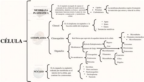 Mapa Conceptual de La Célula 【DESCARGAR GRATIS】
