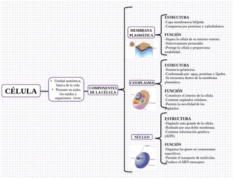 Mapa Conceptual Sobre La Célula Citoplasma Biología Celular)