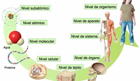 Niveles de organización del cuerpo humano