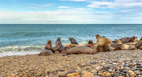 cuando viajar a puerto madryn