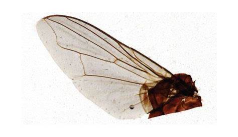 Alas de la mosca imagen de archivo. Imagen de invertebrado - 93231787