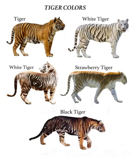 cuantas especies de tigres hay