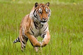 cuanto corren los tigres