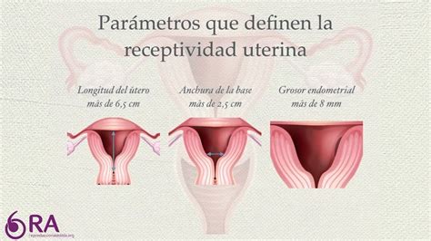 cuanto mide el endometrio en la menopausia