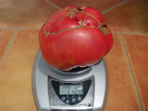 cuanto pesa un tomate pera
