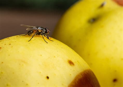 cuanto vive una mosca de la fruta