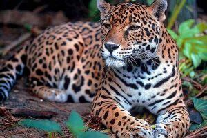 cuanto viven los jaguares