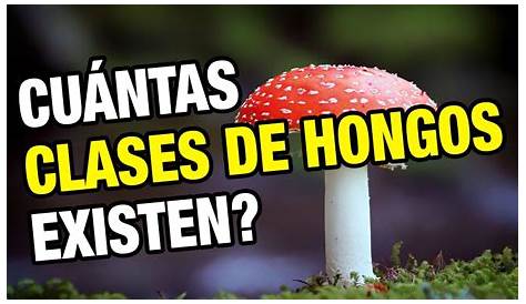 Estos hongos pueden intoxicarte | Fundación UNAM