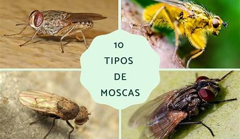 Tipos de MOSCAS - Características y dónde viven