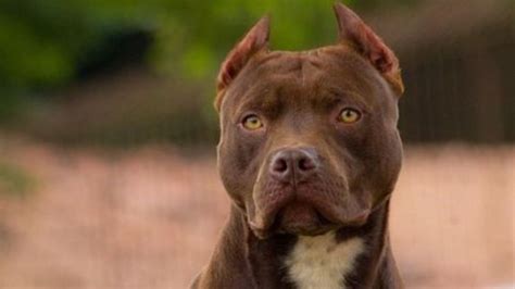 ¿Cuántos años vive un Pitbull Terrier y qué cuidados necesita?