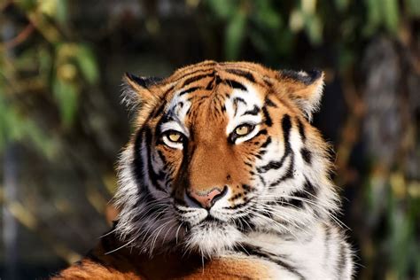 cuantos tigres hay en el mundo