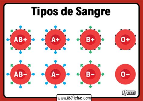 cuantos tipos de sangre existen en humanos