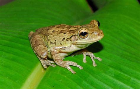 Cuban Tree Frog Characteristics